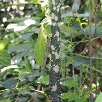 Amorphophallus paeoniifolius (Dennst.) Nicolson